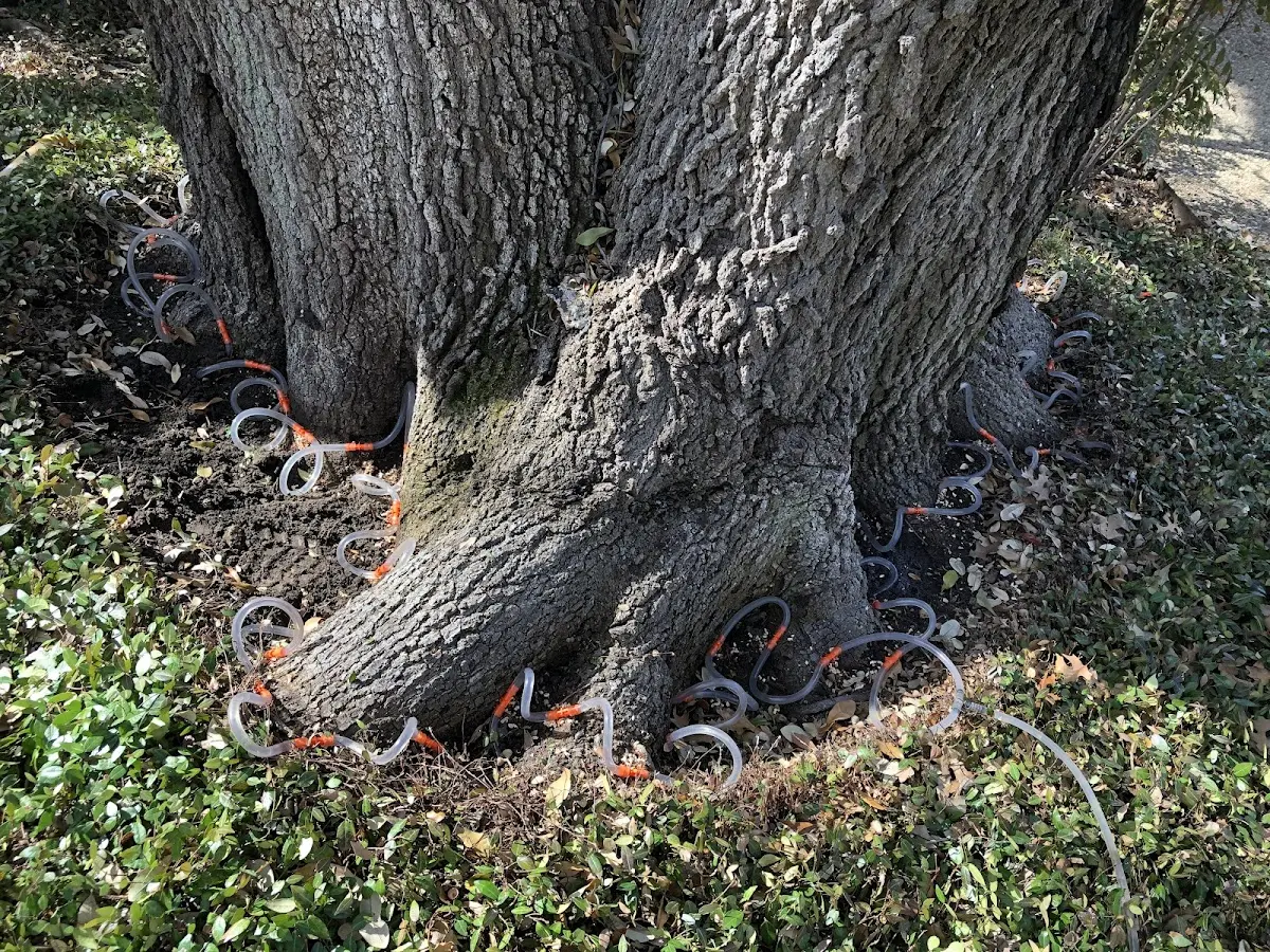 Detailed Tree Cabling and Bracing job site in Hoffman Estates