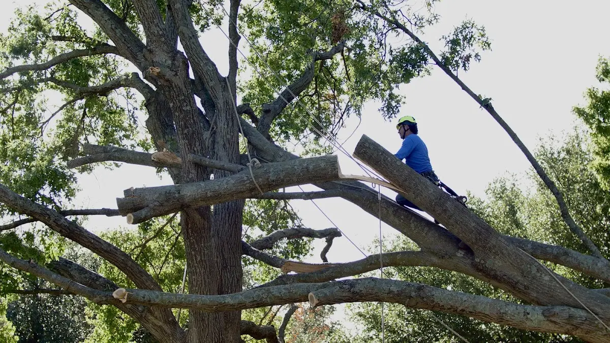 Professional Crown Thinning performed by certified arborists in Hoffman Estates