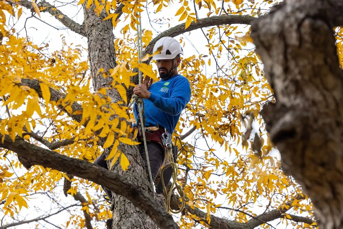 Skilled Tree Planing crew working in Hoffman Estates